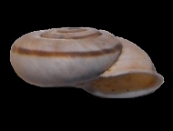 Tabella Chilostoma cingulatum (studer, 1820 )